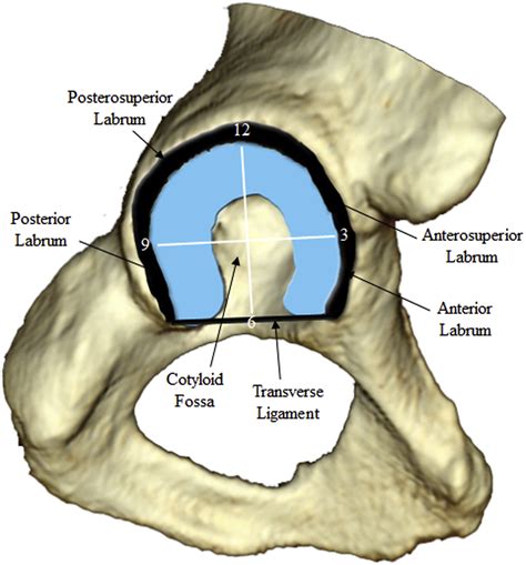 acetabular labral tear tests|acetabular labral tear results.